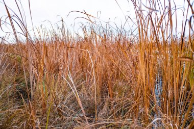 Sonbahar, sazlık dokusuna kadar kuru bataklık sazlık görünümünü kapatın