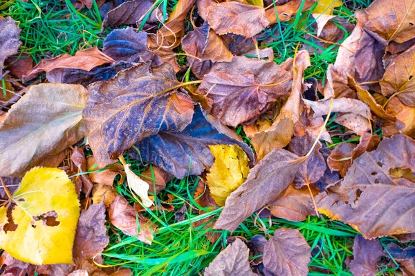 Heldere Herfst Bladeren Groen Gras — Stockfoto