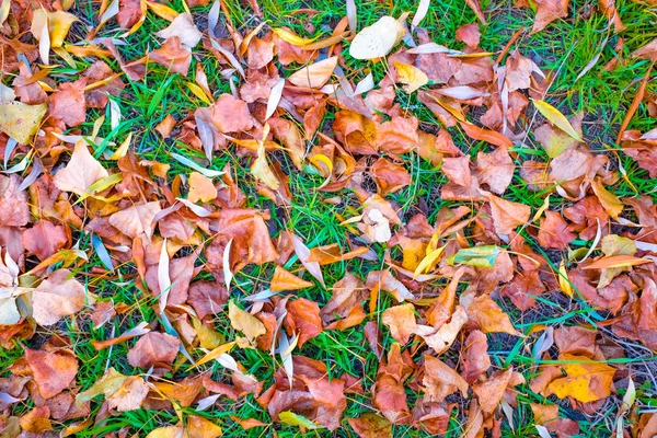 Feuilles Automnales Lumineuses Sur Herbe Verte — Photo