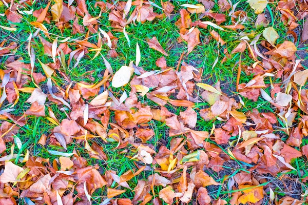 Bright Autumnal Leaves Green Grass — Stock Photo, Image