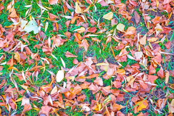 Яркие Осенние Листья Зеленой Траве — стоковое фото