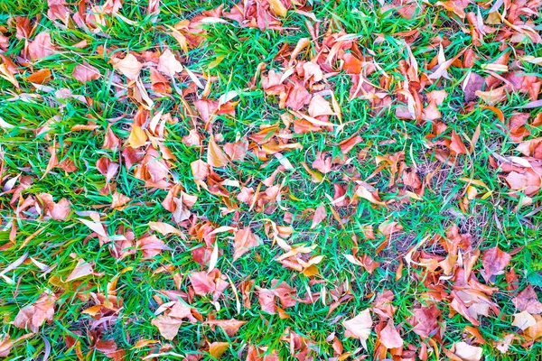 Heldere Herfst Bladeren Groen Gras — Stockfoto