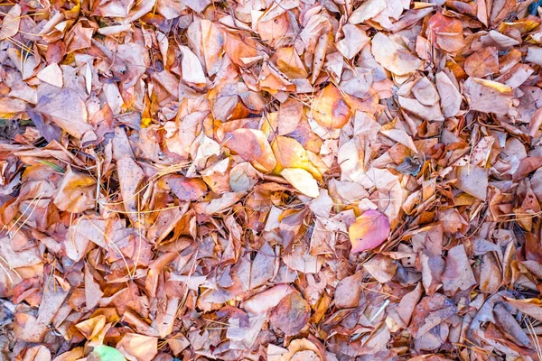 Vue Rapprochée Belles Lumineuses Feuilles Automne — Photo