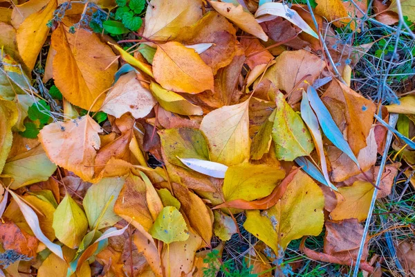 Close Van Heldere Mooie Herfstbladeren — Stockfoto