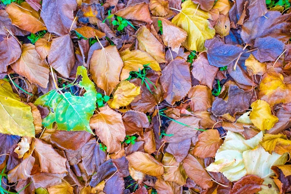 Nahaufnahme Von Hellen Und Schönen Herbstblättern — Stockfoto
