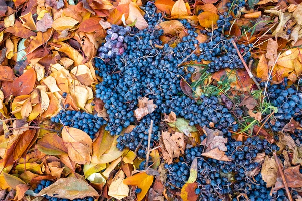 Beautiful Blue Grapes Yellow Autumn Leaves — Stock Photo, Image