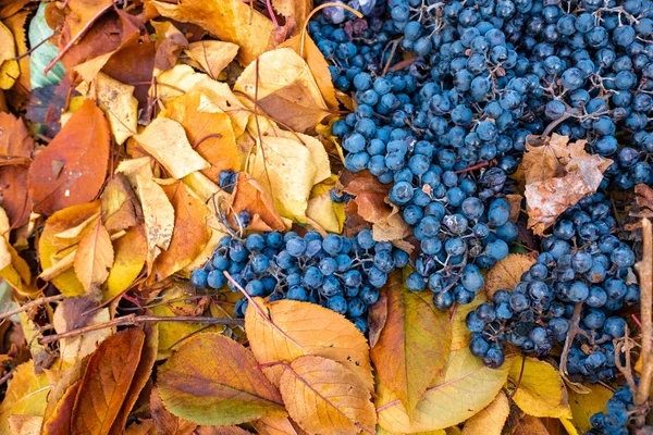 美丽的蓝色葡萄和黄色的秋叶 — 图库照片