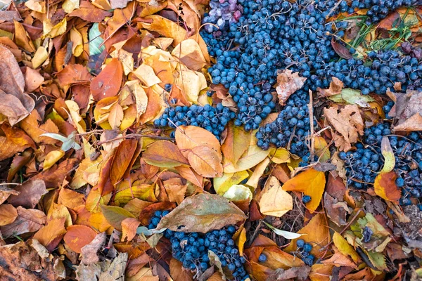 Schöne Blaue Trauben Und Gelbe Herbstblätter — Stockfoto