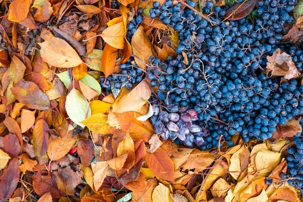 Beautiful Blue Grapes Yellow Autumn Leaves — Stock Photo, Image