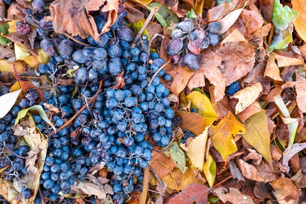 Güzel Mavi Üzüm Sarı Sonbahar Yaprakları — Stok fotoğraf