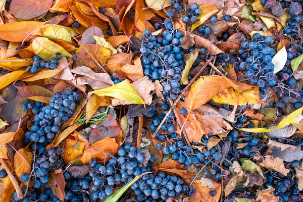 Schöne Blaue Trauben Und Gelbe Herbstblätter — Stockfoto