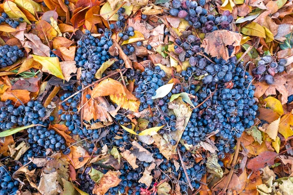 Schöne Blaue Trauben Und Gelbe Herbstblätter — Stockfoto
