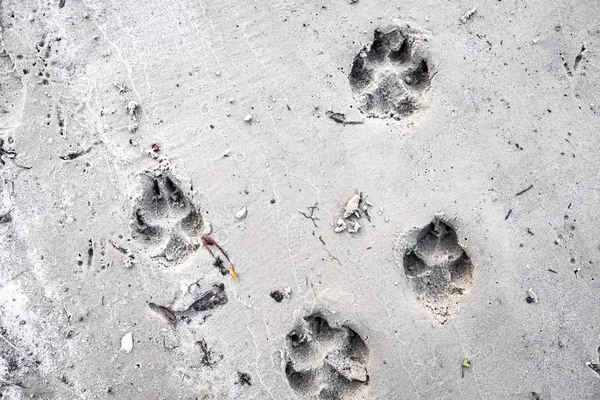 footprints of a dog on sand, close up view