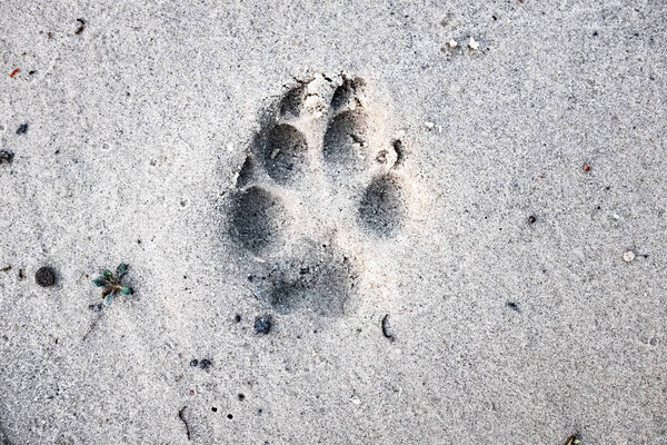 след собаки на песке, вид вблизи
