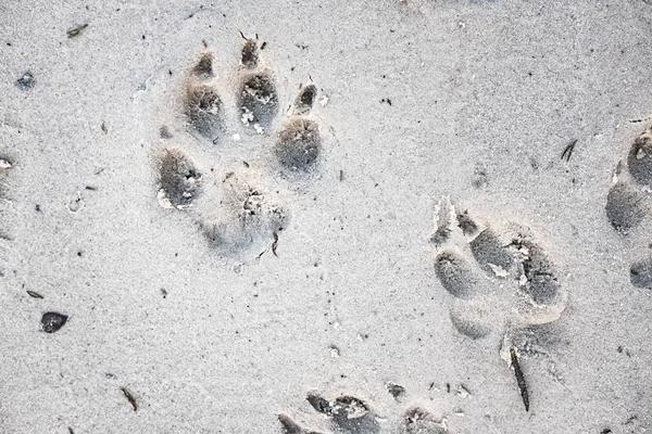 footprints of a dog on sand, close up view