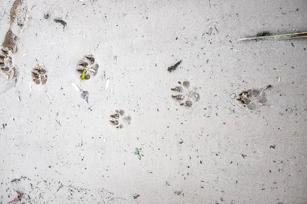 footprints of a dog on sand, close up view