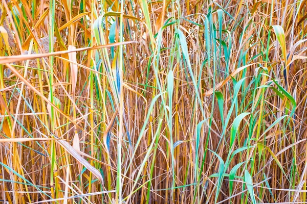 Vista Cerca Cañas Secas Pantano Otoño Textura Cañas — Foto de Stock