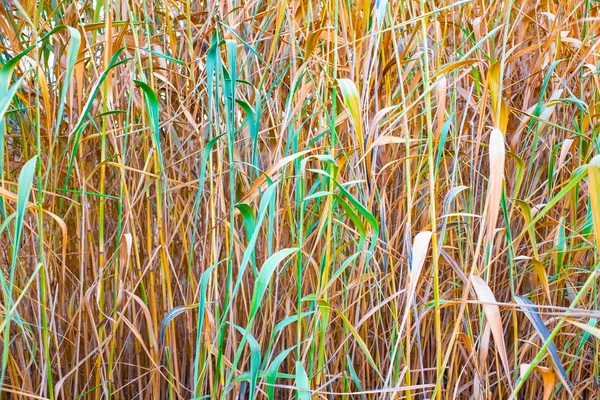 秋天沼泽中干燥芦苇的近距离视野 芦苇的纹理 — 图库照片