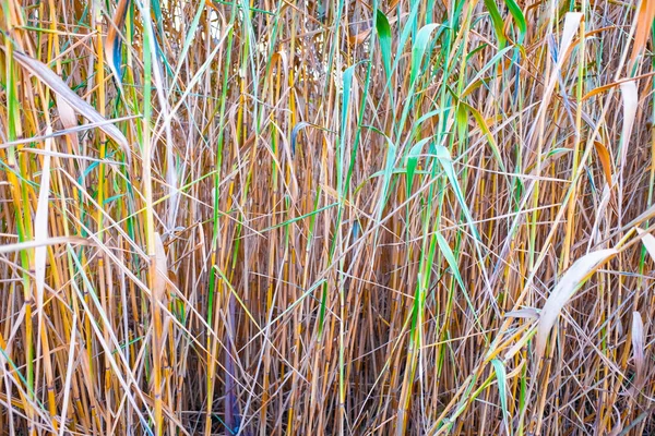 葦のテクスチャでクローズ アップ乾燥沼葦の表示 — ストック写真