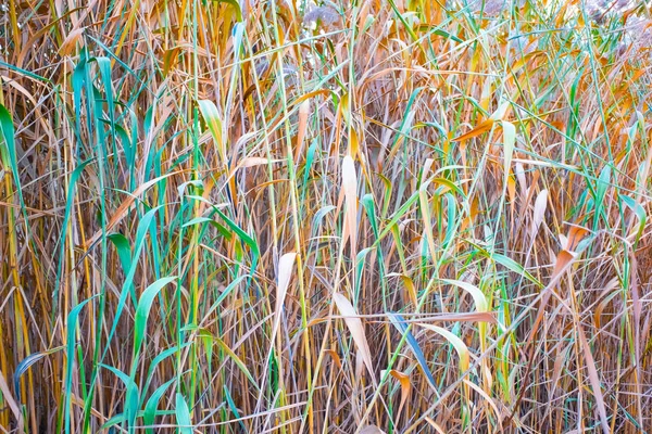 Close Van Droge Riet Moeras Herfst Textuur Van Riet — Stockfoto