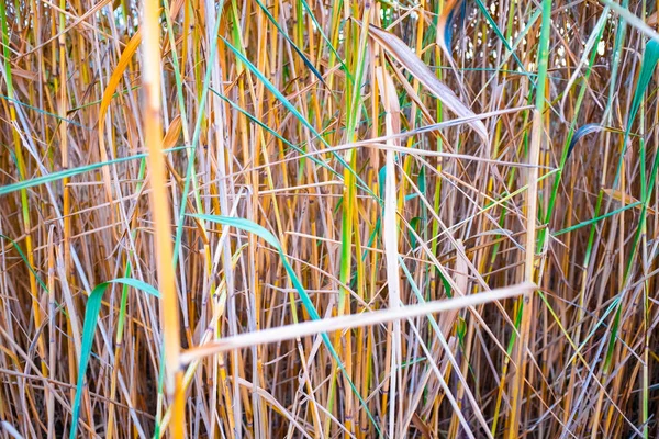 Close Van Droge Riet Moeras Herfst Textuur Van Riet — Stockfoto