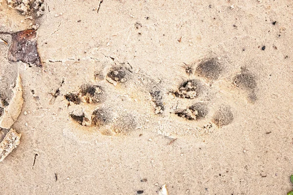 footprints of a dog on sand, close up view