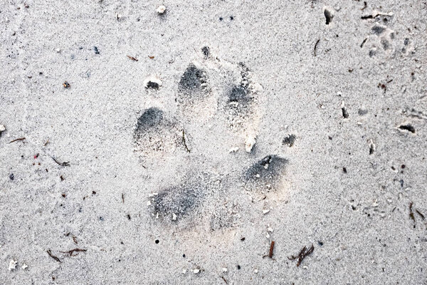 след собаки на песке, вид вблизи
