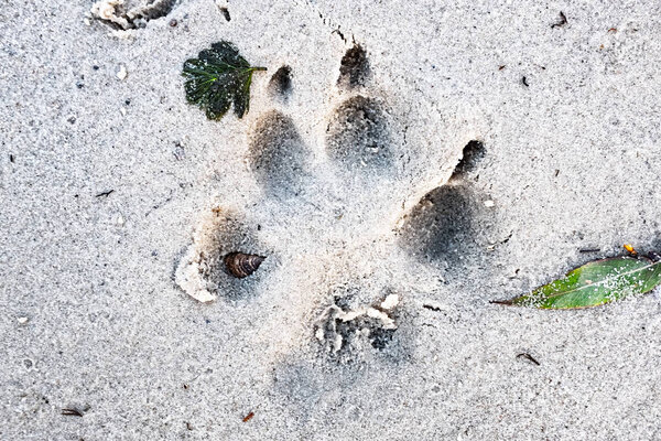 следы собаки на песке, вид вблизи
