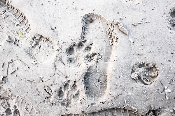 footprints of a dog on sand, close up view