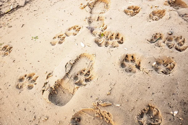 footprints of a dog on sand, close up view