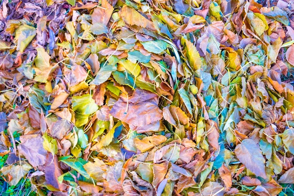 Vista Perto Folhas Outono Brilhantes Bonitas — Fotografia de Stock