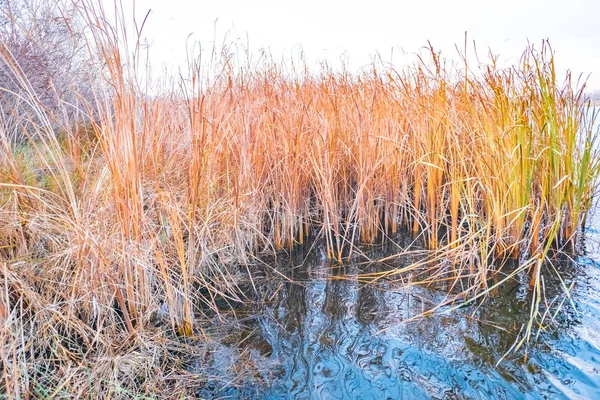 葦のテクスチャでクローズ アップ乾燥沼葦の表示 — ストック写真