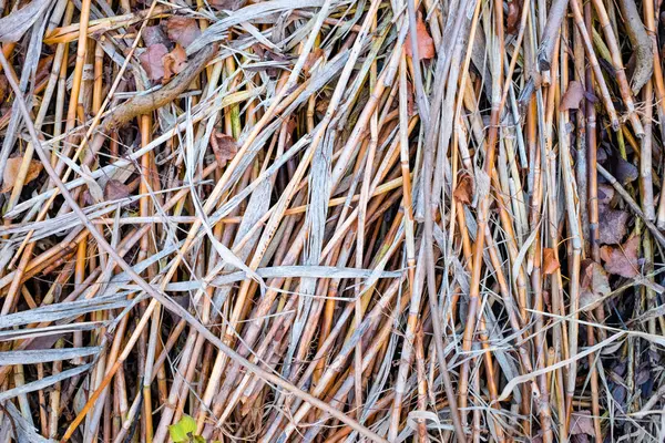 Close View Dry Reeds Swamp Autumn Texture Reeds — Stock Photo, Image