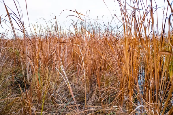 Close Van Droge Riet Moeras Herfst Textuur Van Riet — Stockfoto