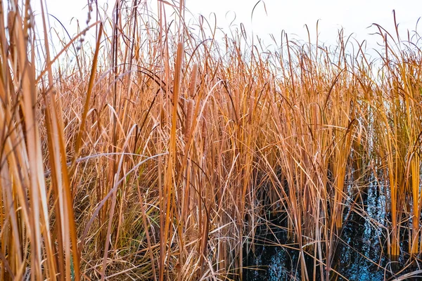 Close Van Droge Riet Moeras Herfst Textuur Van Riet — Stockfoto