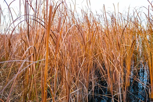 Close Van Droge Riet Moeras Herfst Textuur Van Riet — Stockfoto