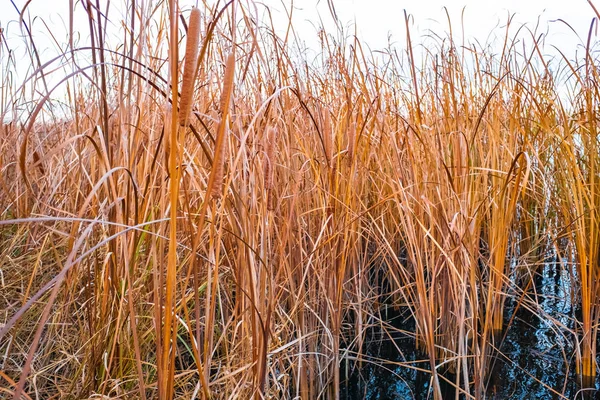 秋天沼泽中干燥芦苇的近距离视野 芦苇的纹理 — 图库照片