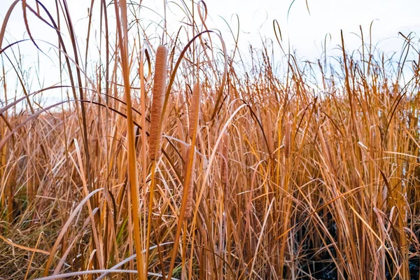 Close Van Droge Riet Moeras Herfst Textuur Van Riet — Stockfoto