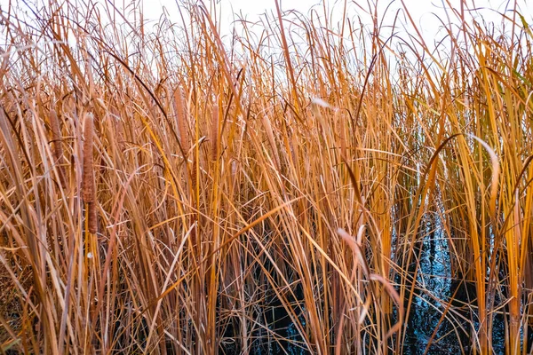 Close Van Droge Riet Moeras Herfst Textuur Van Riet — Stockfoto