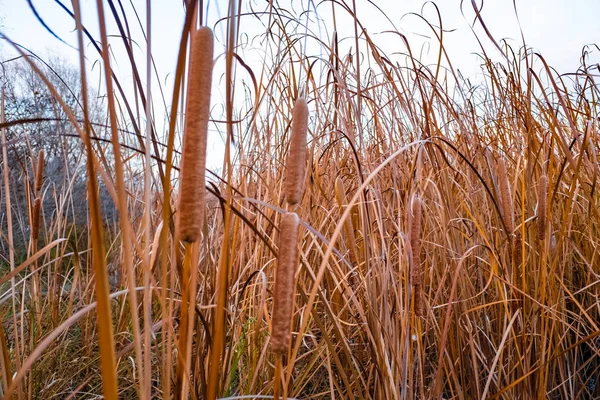 Close Van Droge Riet Moeras Herfst Textuur Van Riet — Stockfoto