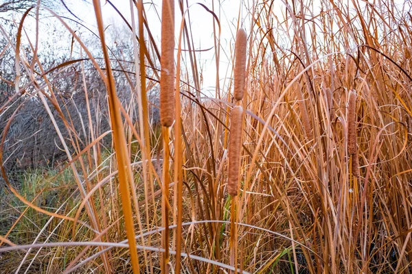 Nahaufnahme Von Trockenem Schilf Sumpf Herbst Struktur Von Schilf — Stockfoto