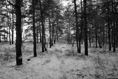 Kış karla kaplı ormanda 