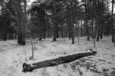 Kış karla kaplı ormanda 