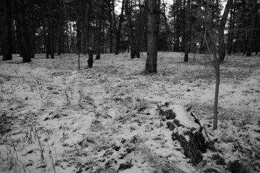 Kış karla kaplı ormanda 