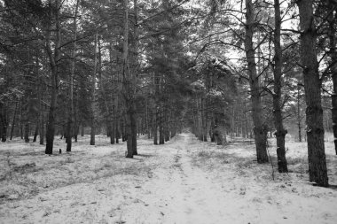 Kış karla kaplı ormanda 