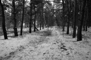 Kış karla kaplı ormanda 