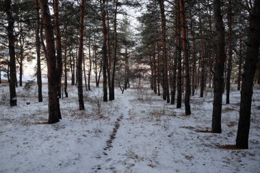 Kış karla kaplı ormanda 