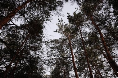 kış orman, ağaçların altında kar, kar üzerinde ağaç dalları