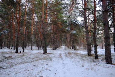 Kış karla kaplı ormanda 