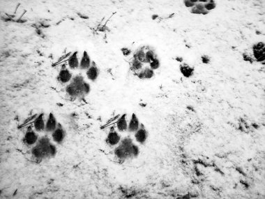 ayak izleri karda bir kurt, köpek yazdırır
